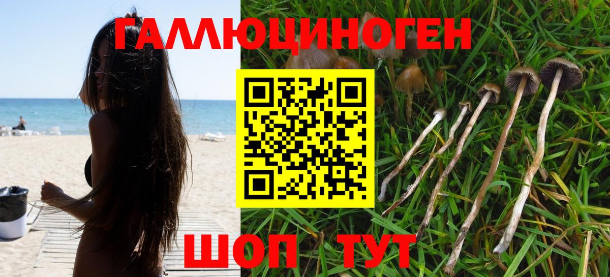 Псилоцибиновые грибы мицелий Гусев